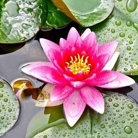  عکس نیلوفر آبی برای پس زمینه