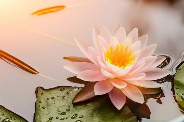  عکس گل نیلوفر آبی واقعی