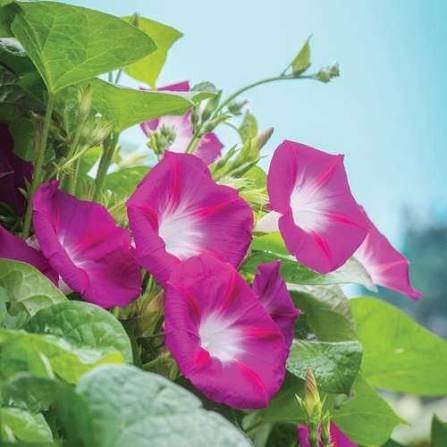  عکس گل نیلوفر قرمز