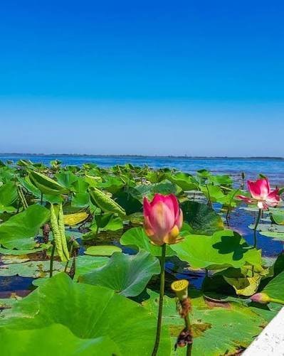  عکس نیلوفر آبی در مرداب