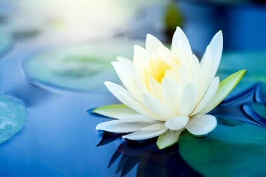  عکس گل نیلوفر برای پروفایل