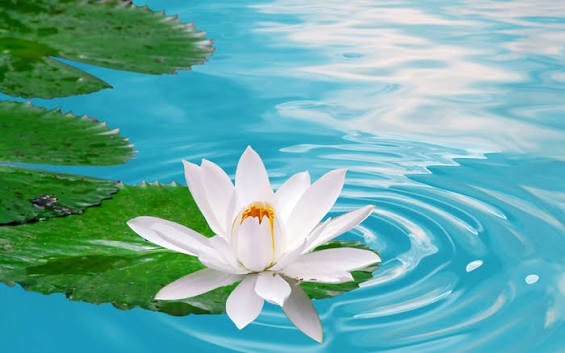  عکس گل نیلوفر برای پروفایل