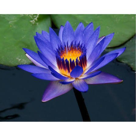  عکس گل نیلوفر برای پروفایل