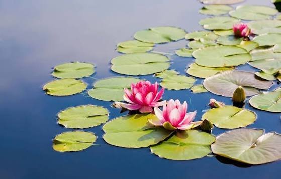 عکس گل نیلوفر برای پروفایل