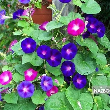  عکس گل نیلوفر بنفش