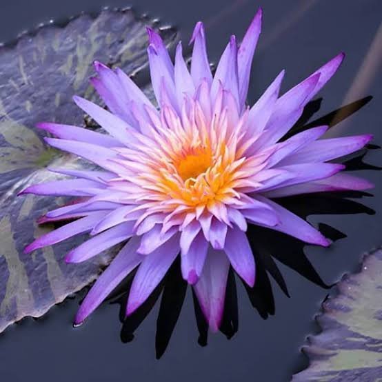  عکس گل نیلوفر بنفش
