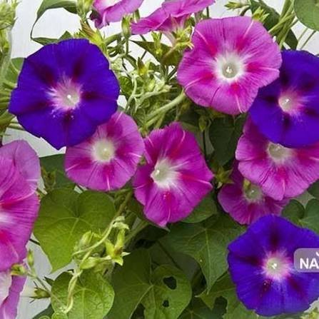  عکس گل نیلوفر بنفش