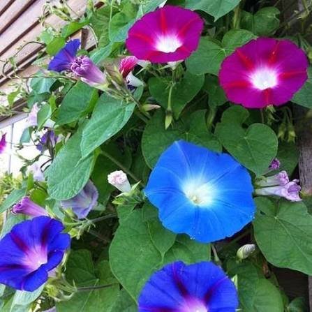  عکس گل نیلوفر وحشی