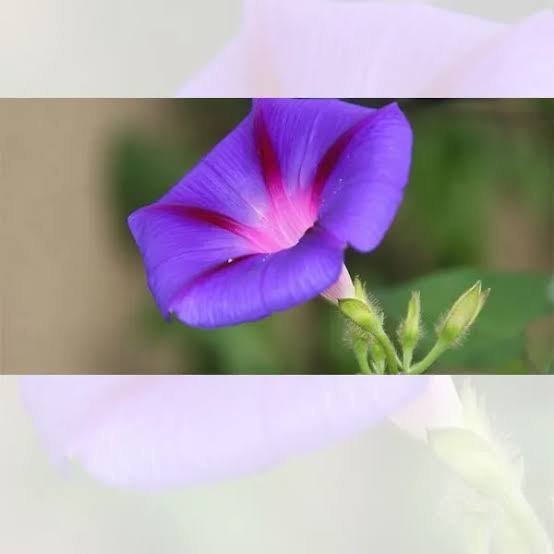  عکس گل نیلوفر پیچک