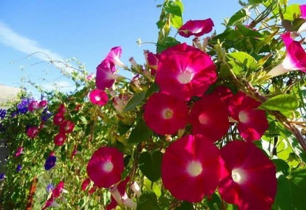  عکس گل نیلوفر پیچک
