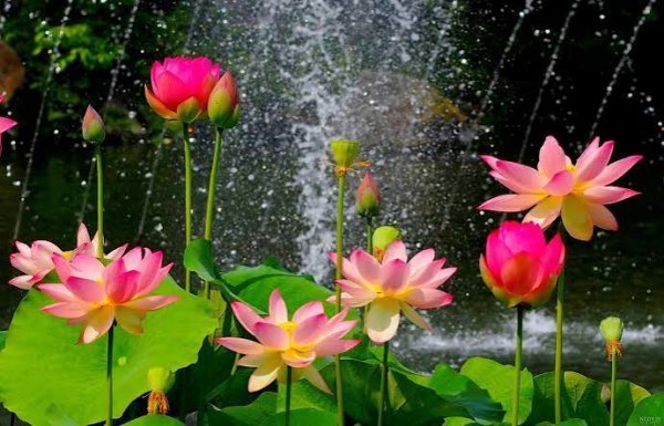 عکس گل نیلوفر زیبا