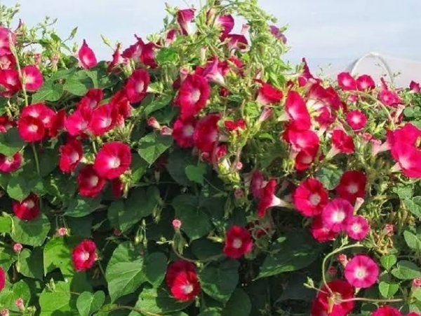  عکس گل نیلوفر زیبا