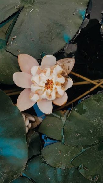  عکس گل نیلوفر زیبا