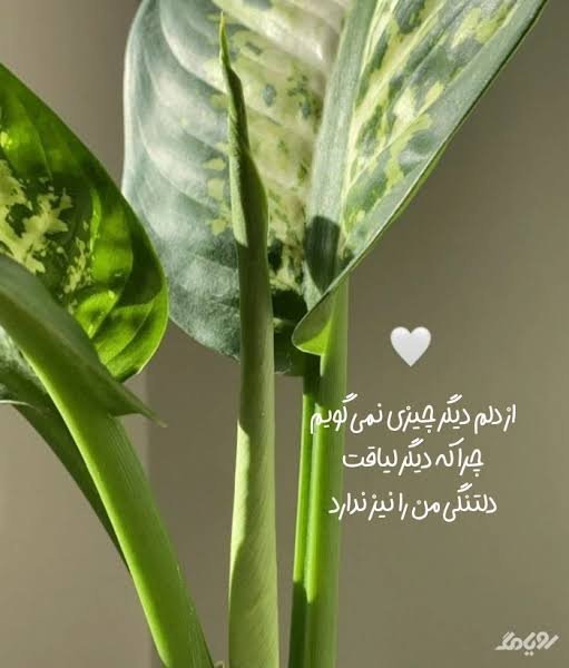  پروفایل تیکه به ادم بی لیاقت