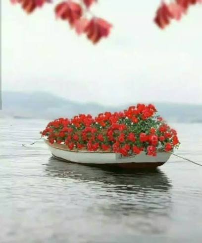  عکس دریا و گل