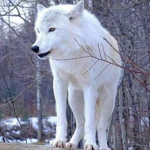  عکس گرگ سفید برای تصویر زمینه