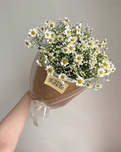  عکس مینمال گل بابونه