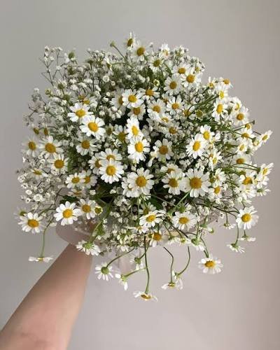  عکس مینمال گل بابونه