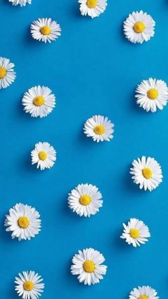  عکس مینمال گل بابونه