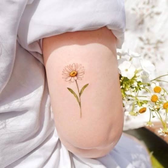  عکس مینمال گل بابونه