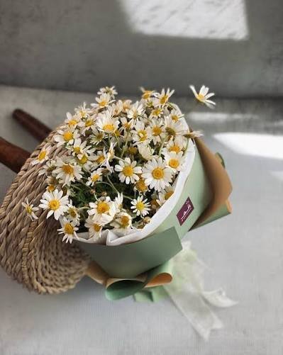  عکس مینمال گل بابونه