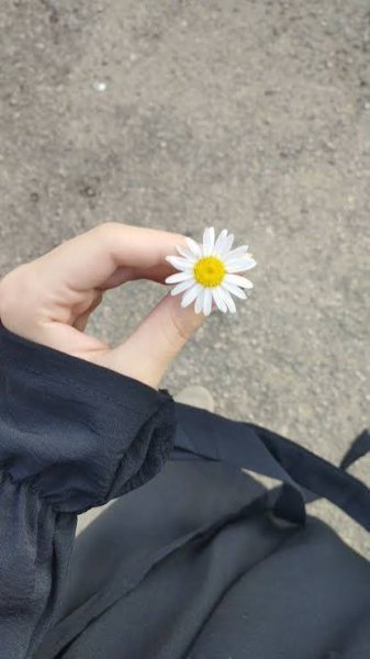  عکس مینمال گل بابونه