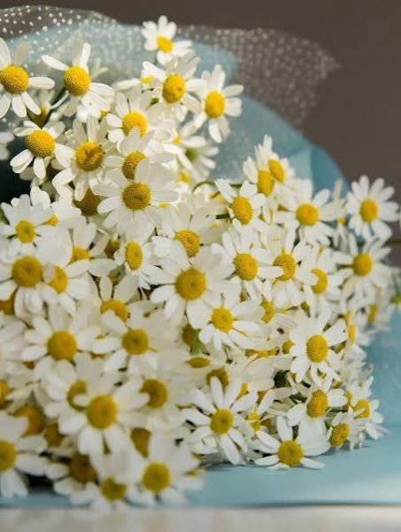  عکس مینمال گل بابونه