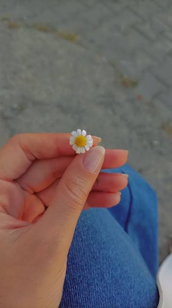  عکس مینمال گل بابونه
