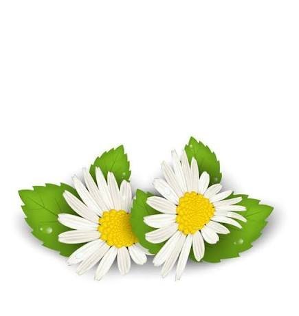  عکس مینمال گل بابونه