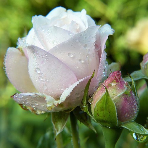  والپیپر گل رز سفید برای گوشی با کیفیت HD