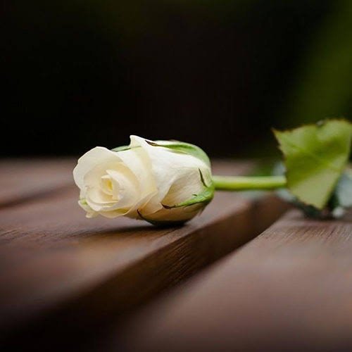 عکس گل رز سفید تک شاخه