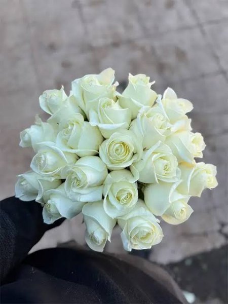 عکس گل رز سفید تک شاخه