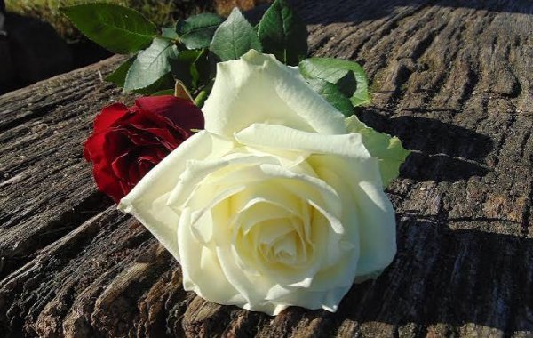  عکس گل رز سفید تک شاخه