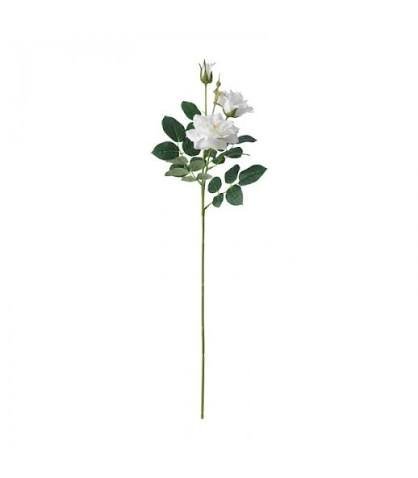  عکس گل رز سفید تک شاخه