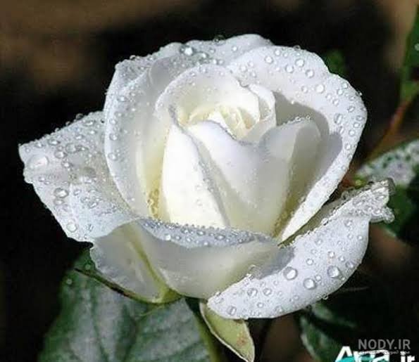  عکس گل رز سفید تک شاخه