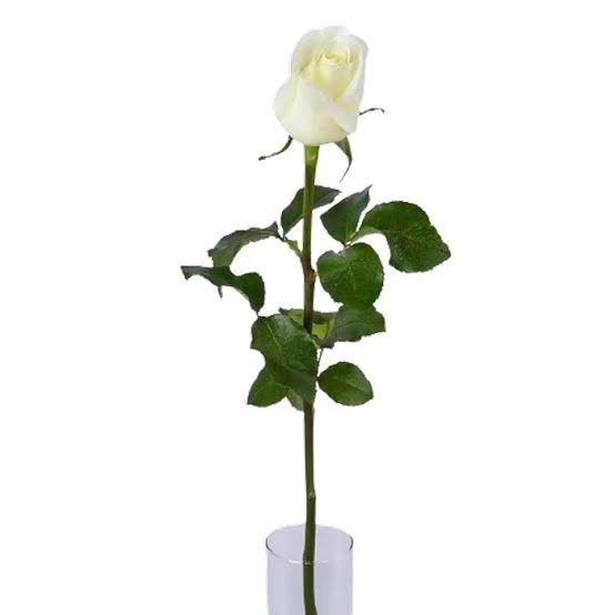  عکس گل رز سفید تک شاخه