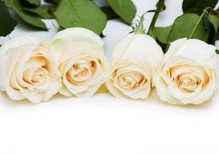  عکس گل رز سفید عاشقانه