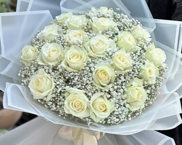  عکس گل رز سفید عاشقانه