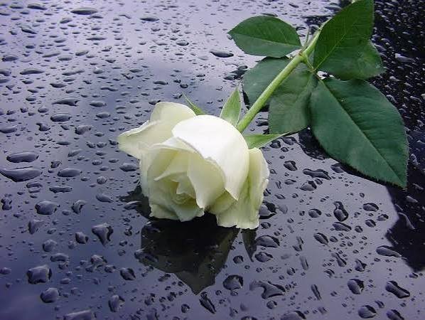  عکس گل رز سفید عاشقانه