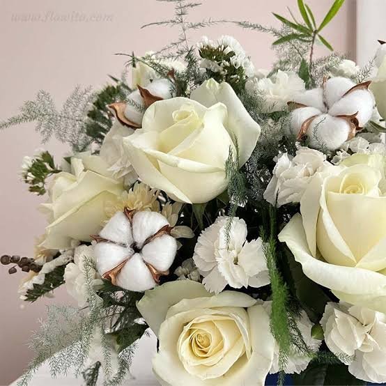  عکس گل رز سفید عاشقانه