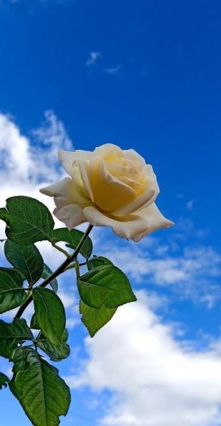  عکس گل رز سفید عاشقانه