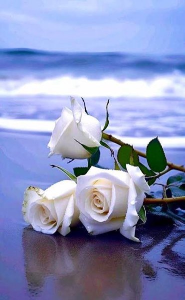  عکس گل رز سفید عاشقانه