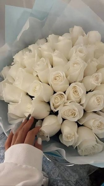  عکس گل رز سفید عاشقانه