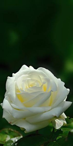  عکس گل رز سفید عاشقانه