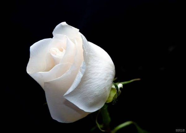  عکس گل رز سفید عاشقانه