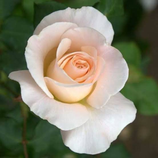  عکس گل رز سفید عاشقانه