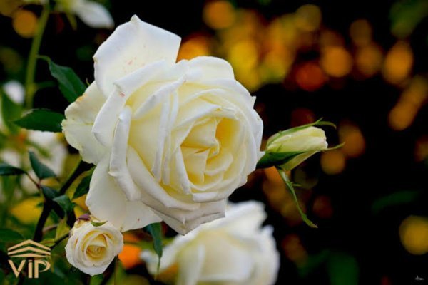  عکس گل رز سفید عاشقانه