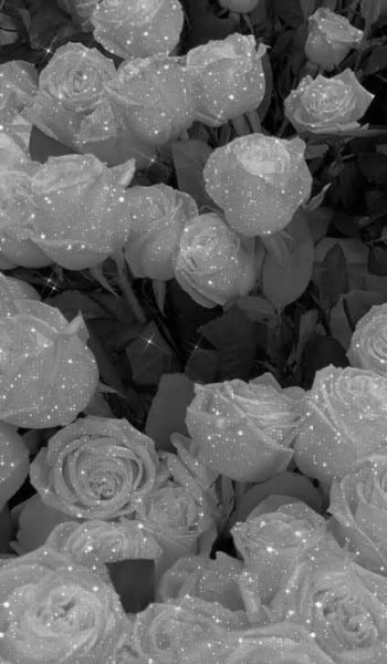  عکس گل رز سفید برای پروفایل