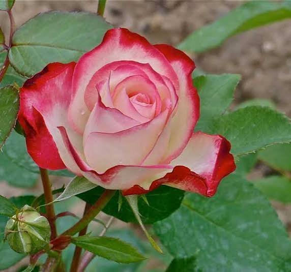  عکس گل رز سفید برای پروفایل