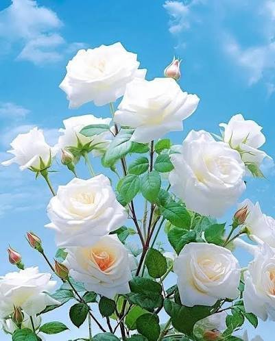  عکس گل رز سفید برای پروفایل